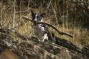 Jack with stick