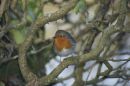 Winter visitor