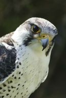 'Grace', a Gyr Falcon