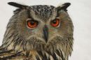 'Leah' a European Eagle Owl
