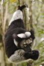 Indri Indri