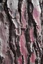 Pine bark on coastal path near Concarneau, Brittany