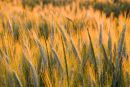 Cornfields at sunset, Brittany