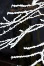 Hoarfrost