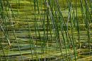 Reeds on River Thames
