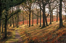 Exmoor Autumn