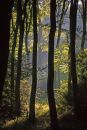 Sunlight in the beech woods