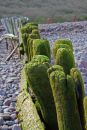 Old timber groynes at Porlock Bay