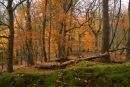 Autumn colours at Horner 2