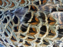 Pheasant feathers