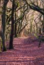High woods, Horner Valley