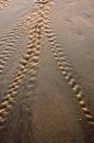 Water runnels across the sand
