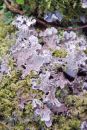 Lichen, Barle Valley