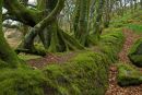 Moss in the woods, Barle Valley