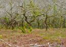 Stunted trees above Horner Woods