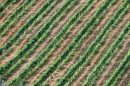 Vineyard tapestry