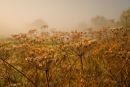 Autumn Light on cow parsley