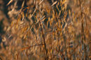Oats