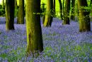 Bluebells 3