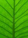 Leaf detail, Eden Project