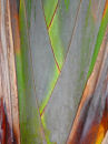 Palm detail