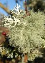 Lichen detail