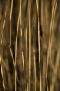 Reeds detail