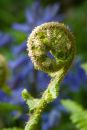 Bracken detail