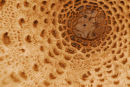 Mushroom detail