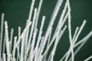 Frost study