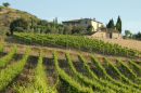 Early morning in the vineyard