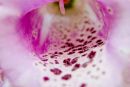 Foxglove