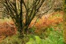 Autumn shades