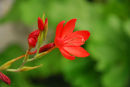Kaffa Lily