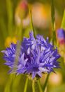 Centuria (cornflower)