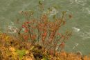 Rowan clifftop