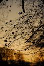 Winter Light