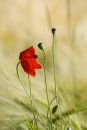 Poppy