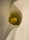 Arum Lily detail