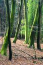 Green giants