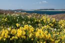 Daffodils