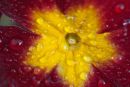 Dew on primula