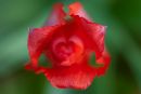 New tulip opening