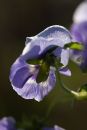 Sunlight through pansies