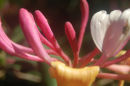 Honeysuckle detail