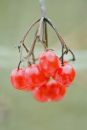 Winter berries