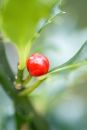 Holly detail