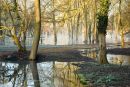 Early morning mists 