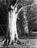 "Beech Trunks" - 1948