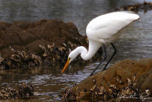 Egret hunting